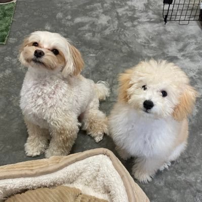 やんまる家のお犬さま スーパーマン寝 愛犬 マルプー トイプードル 犬のいる暮らし 多頭飼い こたむぎ スーパーマン お昼寝