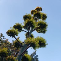 random_tree (@progressive_who) 's Twitter Profile