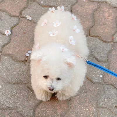 saccchoo's profile picture. アラサー限界OL /初マタ2024.08中旬予定→7末に爆誕🎀/保活・教育・投資など人生について勉強中/無言フォロー失礼します🙇‍♂️