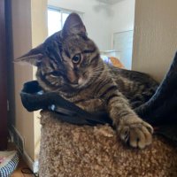 Onion the Cat (@onionpuff) 's Twitter Profile
