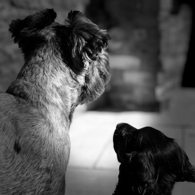 Mischievous Miniature Schnauzer and a pocket rocket working Cocker Spaniel 🐾🐾