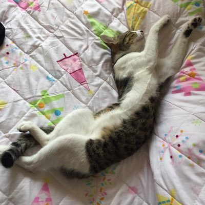 NDetoyato's profile picture. 