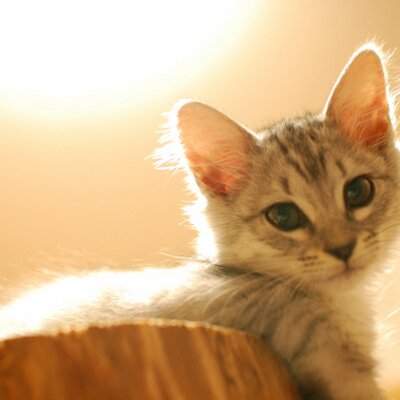 保護猫カフェうたたね 地元新聞のつもりが Yahooニュースに載ってしまいました コロナウイルス感染拡大の自粛で全国の保護 猫カフェも大変な状況にあると知っていただければありがたいです 猫柄マスク 宮崎日日新聞 Yahoo ニュース T Co 保護猫カフェうたたね 地元新聞のつもりが Yahooニュースに載ってしまいました コロナウイルス感染拡大の自粛で全国の保護 猫カフェも大変な状況にあると知っていただければありがたいです 猫柄マスク 宮崎日日新聞 Yahoo ニュース T Co