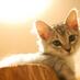 保護猫カフェうたたね (@necoutatane) Twitter profile photo 保護猫カフェうたたね (@necoutatane) Twitter profile photo