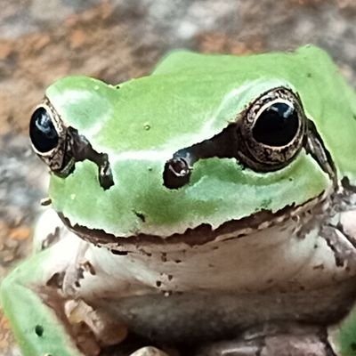 イパラキで生まれた蛙