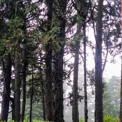 NicevaldaM's profile picture. "Você pode saber o que disse, mas nunca o que outro escutou." Jacques Lacan