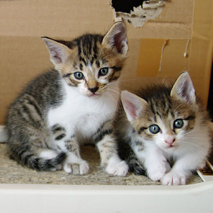 mizuki_rrr's profile picture. 