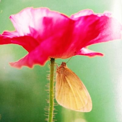 🍓家庭菜園#メダカ他🐸生き者が大好きです。　🌽家庭菜園は6年前から始めました。市民農園を借りています。　メダカはたまたまいただいた5匹から始まり、今では３種類のメダカが３０匹ほどに成りました🎶