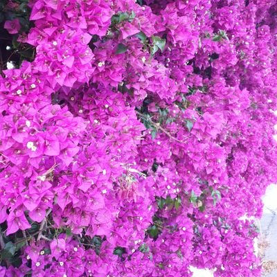 Isabel55583067's profile picture. n.n