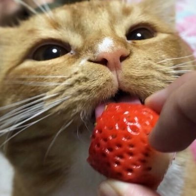 lucachanman's profile picture. るか〜Luca〜♂2019/08/04 🎂、、、、、、、、、れい〜Lei〜♀2020/04/08🎂、、、、、、、、、、2匹と田舎でのんびり暮らしてます!日々元気に成長中!猫好きさんと仲良くなりたいです無言フォロー失礼します!!よろしくお願いします❤︎