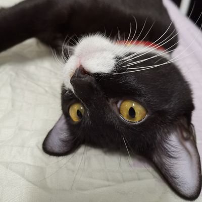 Blackcatfatt's profile picture. gogo
