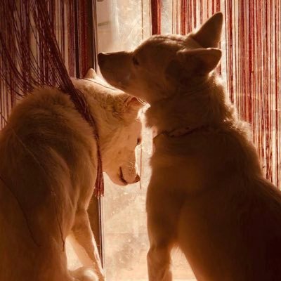 動物の涙 N9341j Twitter