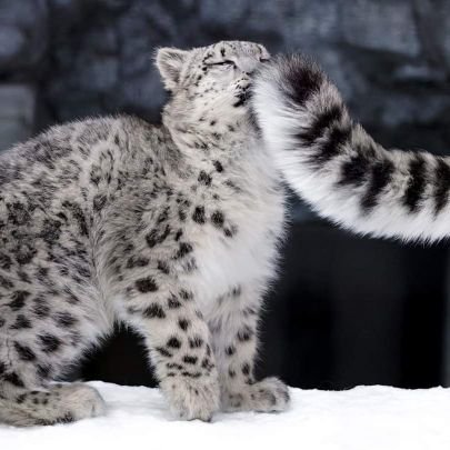 玄霧 Lxv Dl Twitter