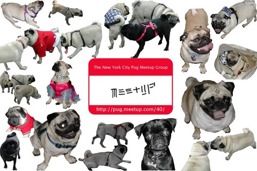 Pugs meeting pugs! Pug families meeting other pug families! A meeting of Pug loving minds! Join us on FB (NYCPugs) & Insta (@lennythepugnyc)!