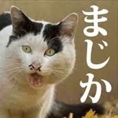 猫大好きフリスキー
写真撮ります
instagramこちら
https://t.co/8KJ6yJgUIk…