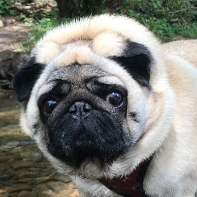 pug_philosophy Profile Picture