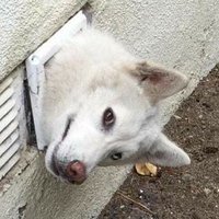 Javon Rotzanklol (@rotzanklol_java) 's Twitter Profile