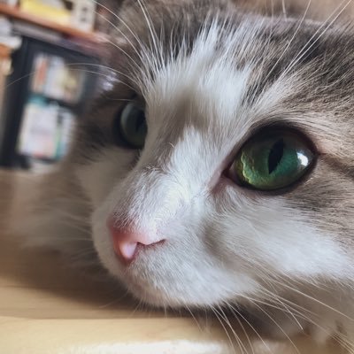 AHakugin1925's profile picture. 20↑腐女子だったり腐発言多いです。 最近は低浮上気味。 松沼の住人、最近はhzbnにお熱、🦌愛してる