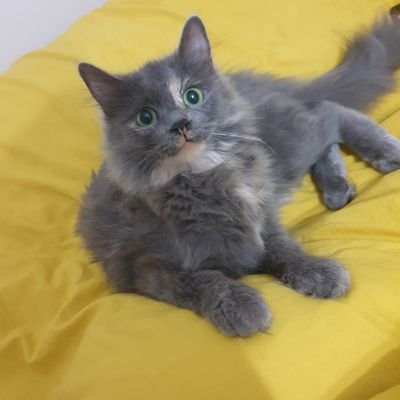 damlacik_damla's profile picture. 