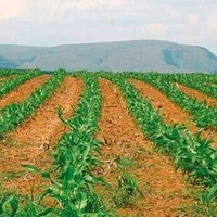 Mhangwana farm🚜🌽(@FarmingMaize) 's Twitter Profile Photo