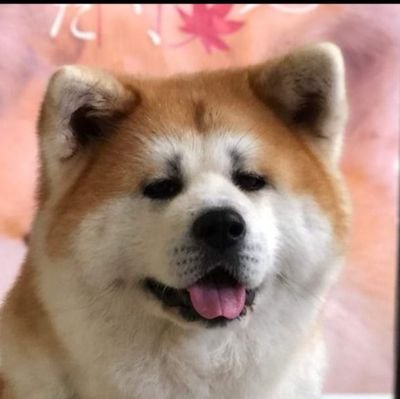 人犬一体✨綺羅ちゃんファミリーです🐶
いっぱいの秋田犬と最高なドックライフを一緒に満喫しましょう🎶
お休みしながら不定期に๑ ᷇ 𖥦 ᷆๑)
皆さんに感謝❤笑顔は最高のボランティア😁
 #秋田犬  #秋田犬仔犬  #Akitadog  #秋田犬ブリーダー