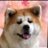 ✮✬ハクフンフフーン✬✮のアイコン