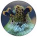 Mongabay Brasil (@mongabay_brasil) Twitter profile photo