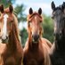 Race-Facts-2Yr Olds (@flat2020tips) Twitter profile photo
