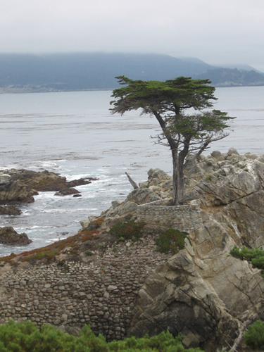 SteelyC's profile picture. Worker, Volunteer, Mom