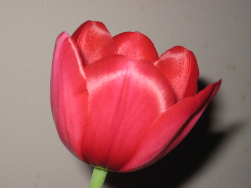 ppanthr's profile picture. Bucky Badger is my boyfriend!  I love Wi Badgers Hockey and knitting!