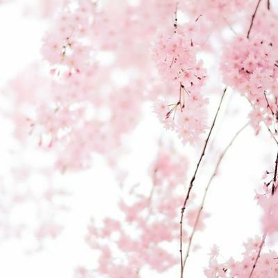 TulipFlowers123's profile picture. 