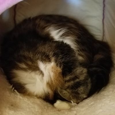 y61TCukhNAMFOZu's profile picture. 猫
シノアリス
お菓子作り