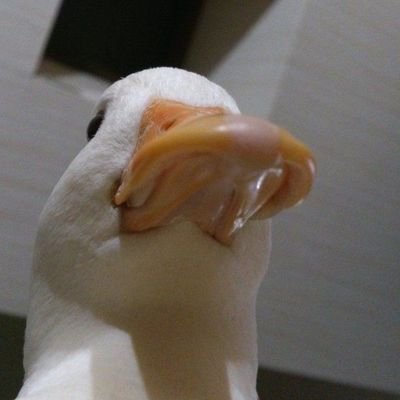 IceboxZaira's profile picture. 