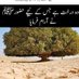 Bushra Firdous (@bushrafirdous13) Twitter profile photo Bushra Firdous (@bushrafirdous13) Twitter profile photo