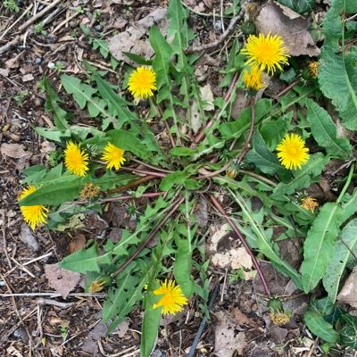 theryanbabbitt's profile picture. https://t.co/tXnIR8XhyW