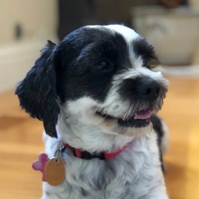 mickeydamutt's profile picture. 