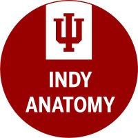 Indianapolis Anatomy Education PhD(@IndyAnatEdPhd) 's Twitter Profile Photo
