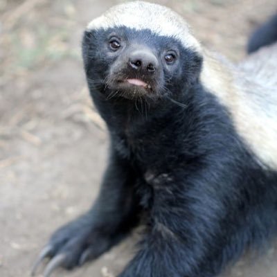 honeybadger Profile