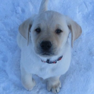 Labradoofus Profile Picture