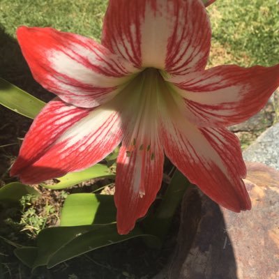 pondlady11's profile picture. 