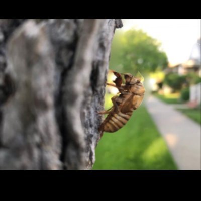 chris13_lucas's profile picture. 