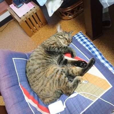 lPtXepBWMy6jqDs's profile picture. 猫派です。