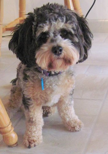 quicacockapoo's profile picture. 