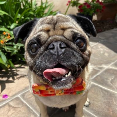 I’m a perby, smexy fun lubbin raunch meister adopted from @pugnationla 1995🕺