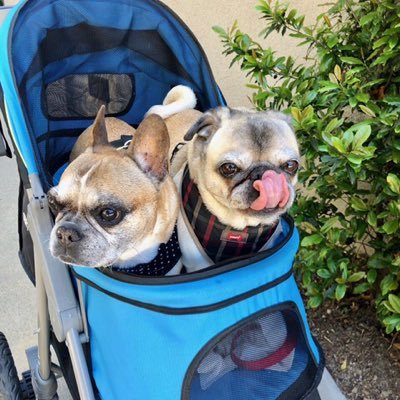 MoCheeMo's profile picture. 