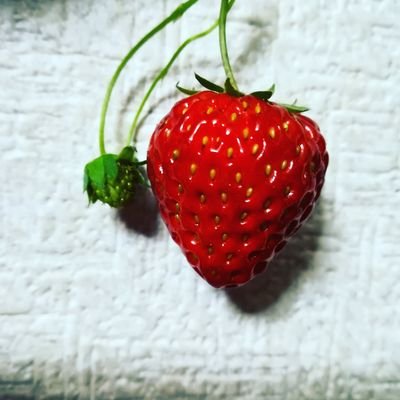 Sumitoke1001's profile picture. 初ライブ19年 代々木二日目 もと航空公園住民。ほとんど埼玉所沢でできてます 今は千葉市民 アルフィーが大好き💕桜井さんの声 坂崎さんのアコギ 高見沢さんの全て❣️たまにジャズ アコギ 日常の雑多 昭和時代人