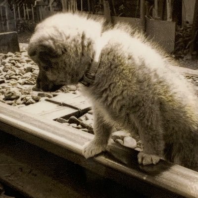 大阪生まれ大阪育ち JAZZやピアノトリオが好きです🎶 乗り鉄 🚃伊賀上野🥷に赴任中 … 伊賀で見る幻想的な風景にハマっています