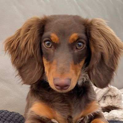 DTorres61503366's profile picture. 🏳️‍🌈Dog Dad to Hope, Link & Winnie🏳️‍🌈