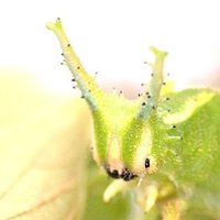 猫っ毛虫 (@trumentic) Twitter profile photo