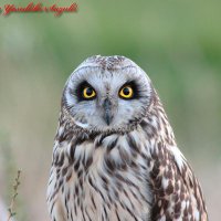 Yasuhiko Suzuki (@yasuhikosuzuki3) 's Twitter Profile